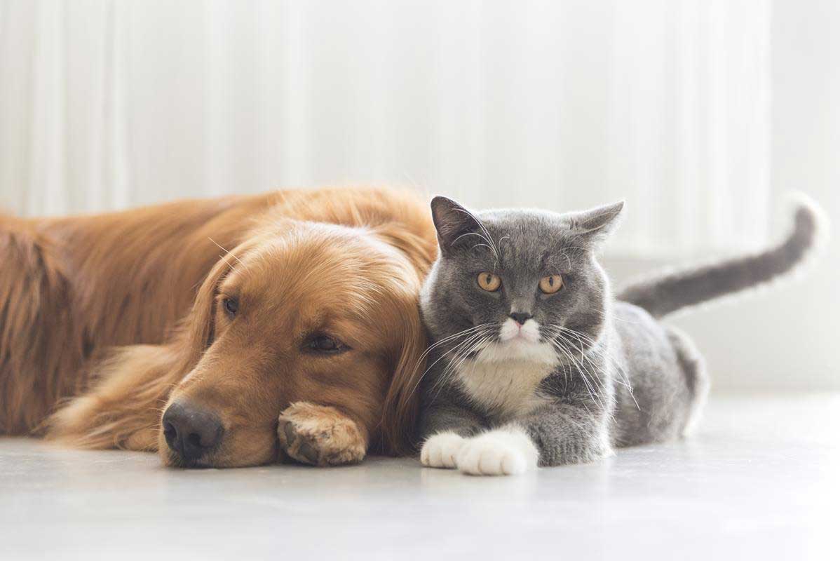 about our veterinary practice Blakely, GA